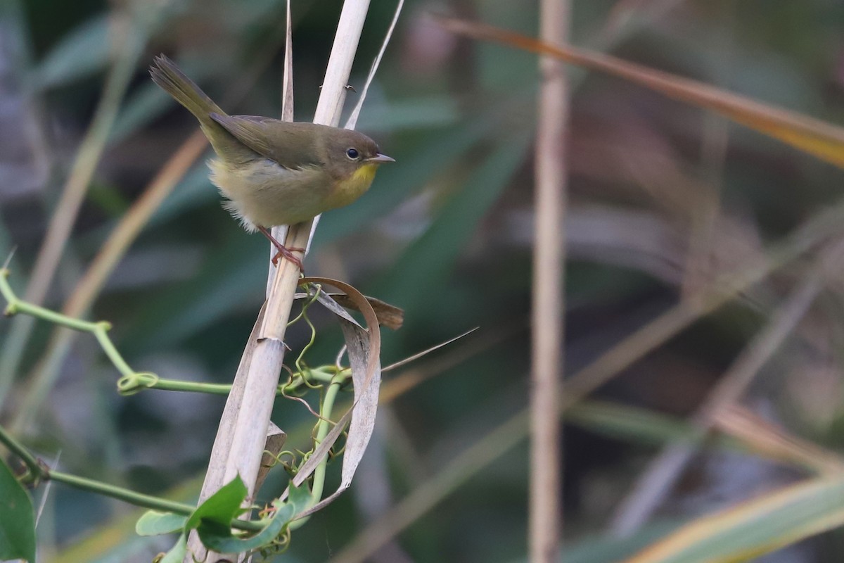 Common Yellowthroat - ML270553331