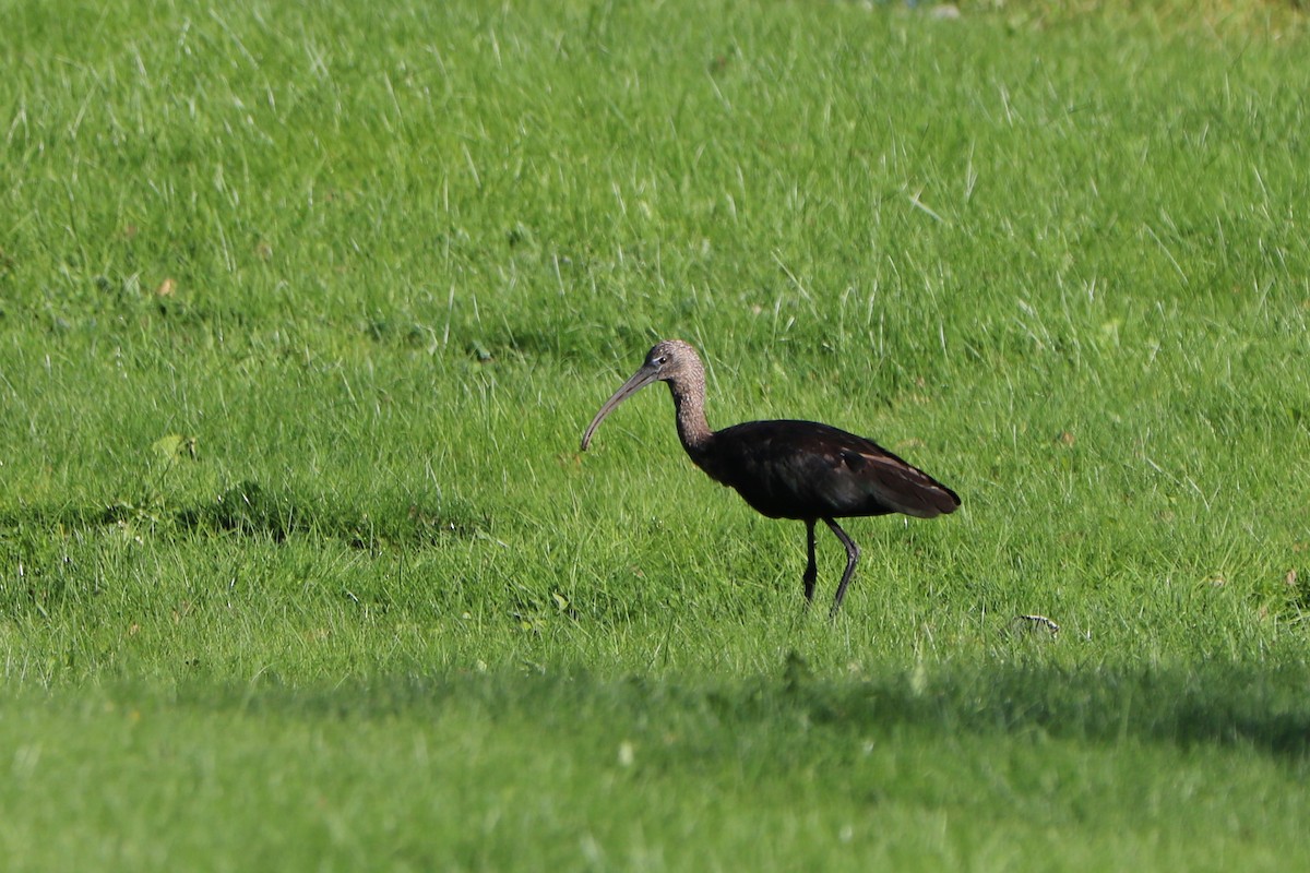 Glossy Ibis - Fred & Colleen Wood