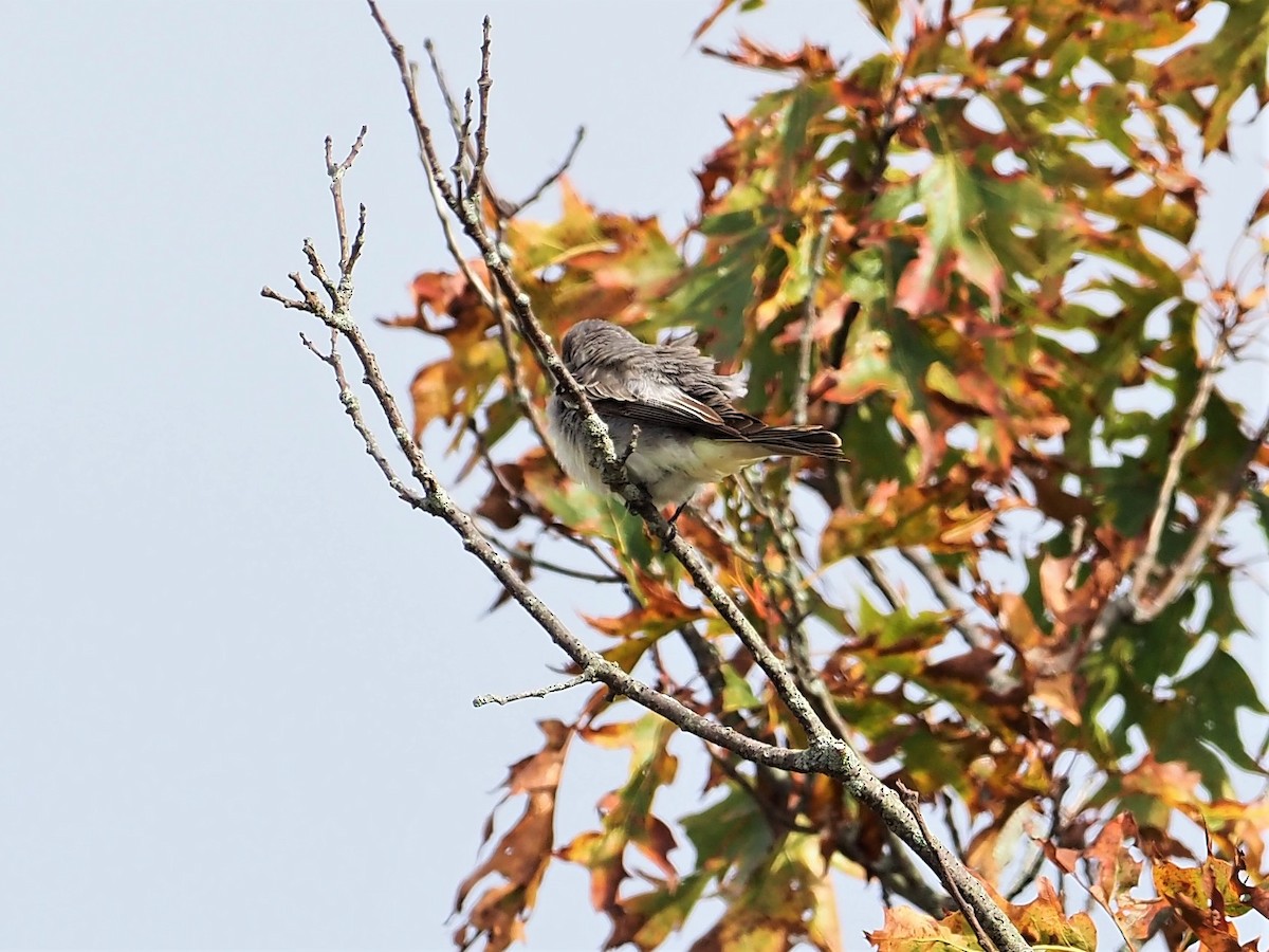 Gray Kingbird - ML270554081