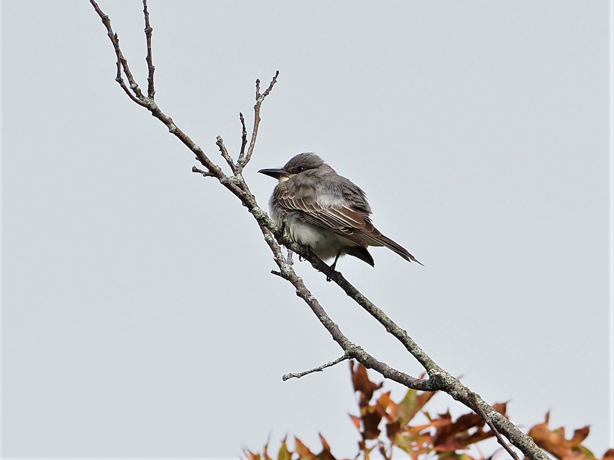 Gray Kingbird - ML270554191