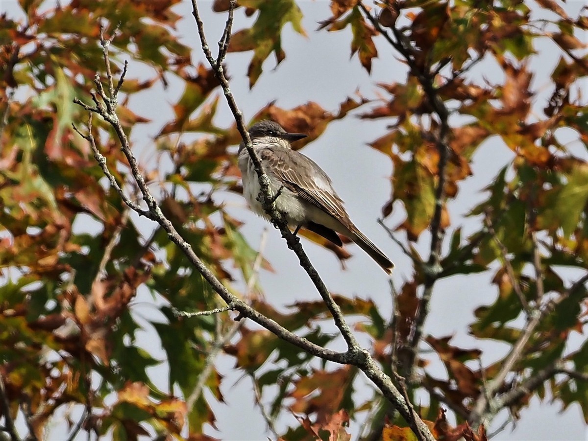 Gray Kingbird - ML270554441