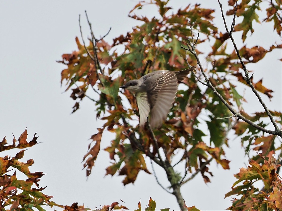 Gray Kingbird - Gordon Smith