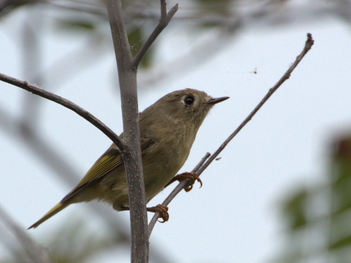 Ruby-crowned Kinglet - ML270555751