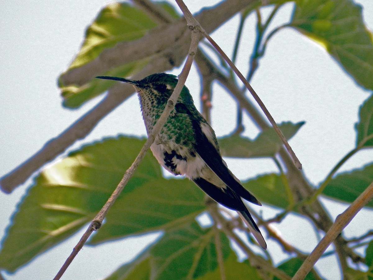 Green-backed Firecrown - Matias Gonzalez