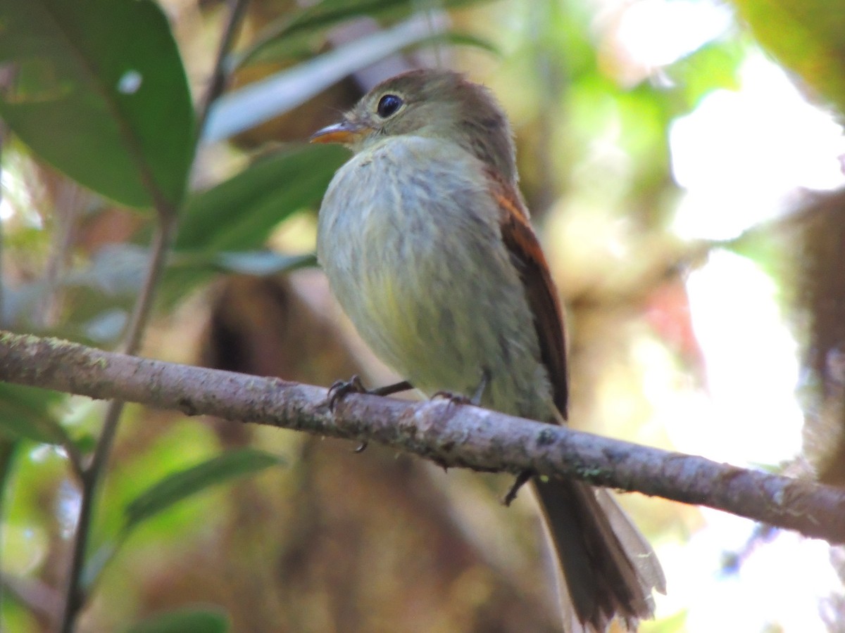 Roraiman Flycatcher - Paul Molina A