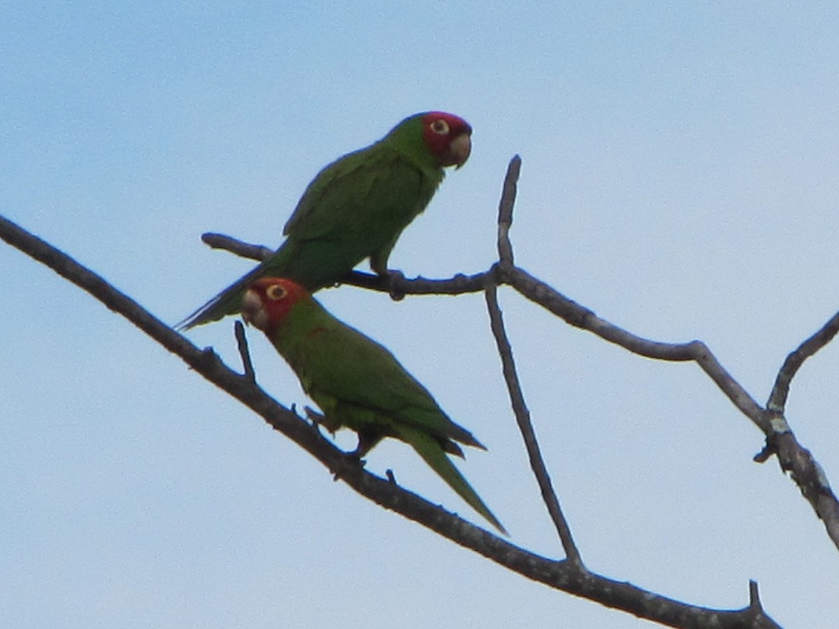 Red-masked Parakeet - ML270556951