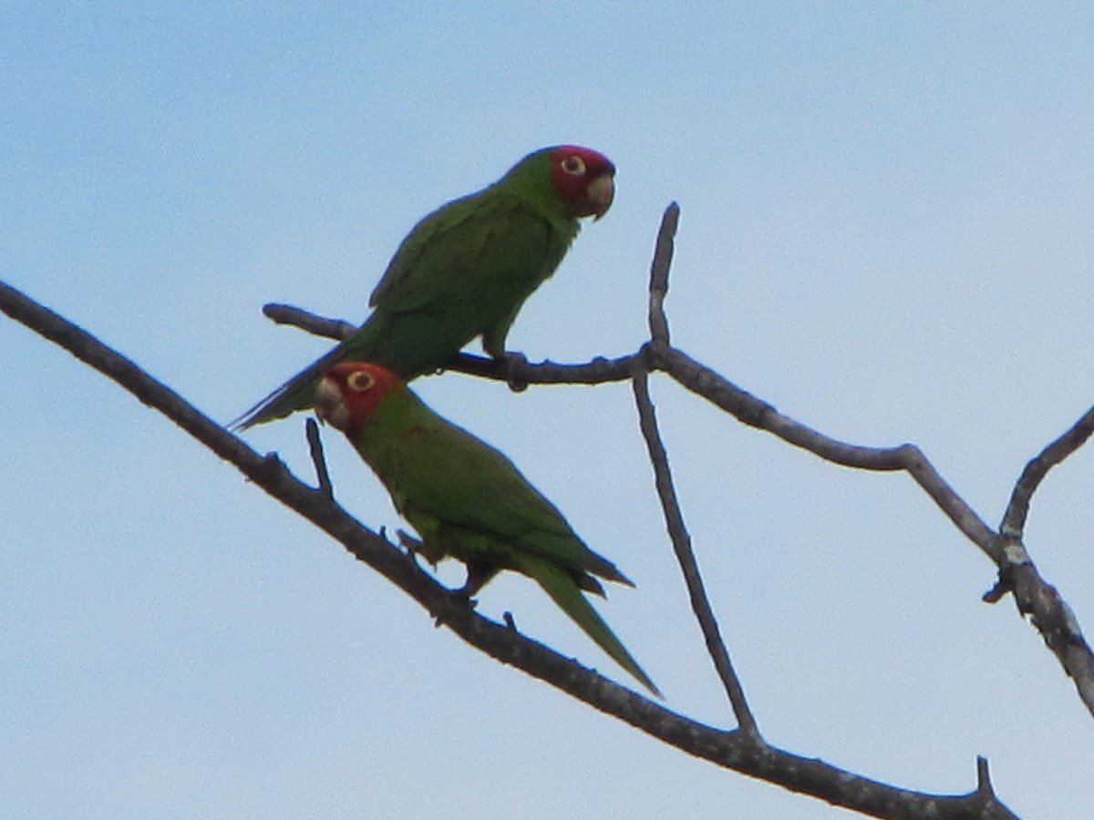 Conure à tête rouge - ML270556951