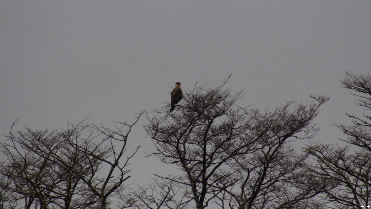 Caracara huppé (plancus) - ML270557161