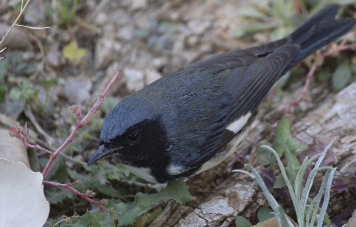 Black-throated Blue Warbler - ML270557941