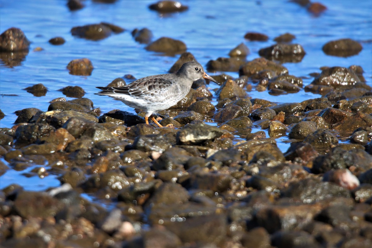 Purple Sandpiper - Sylvain Lépine