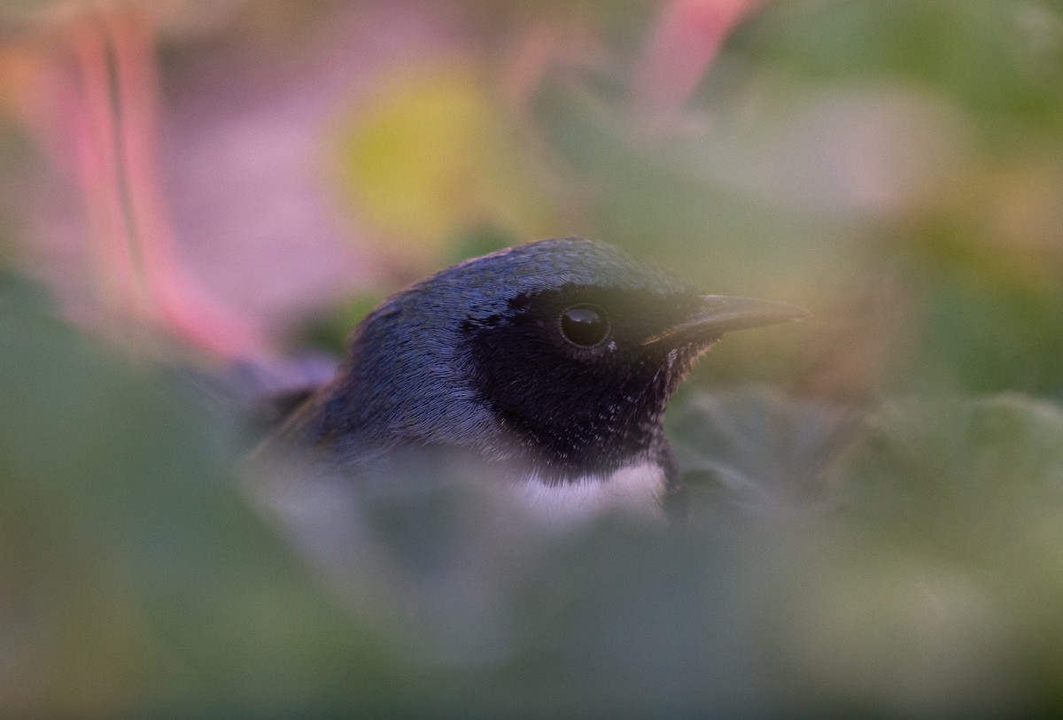 Black-throated Blue Warbler - Jack Parlapiano