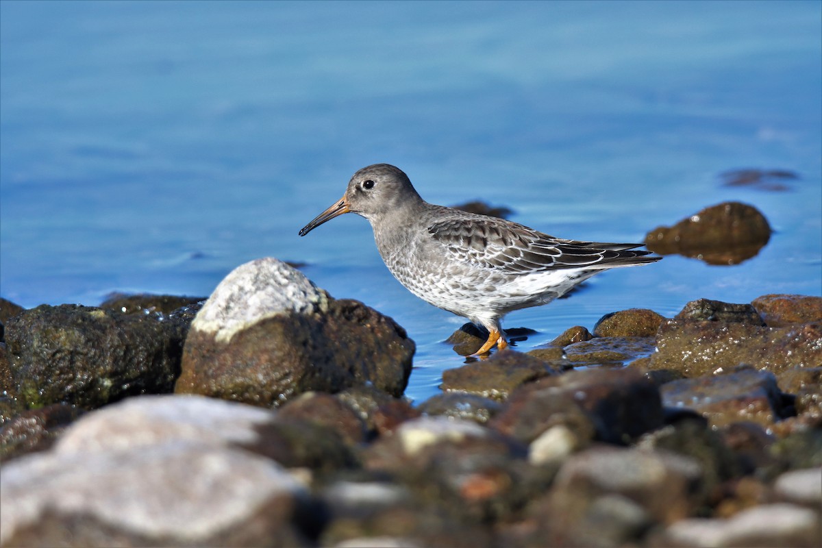 Purple Sandpiper - Sylvain Lépine