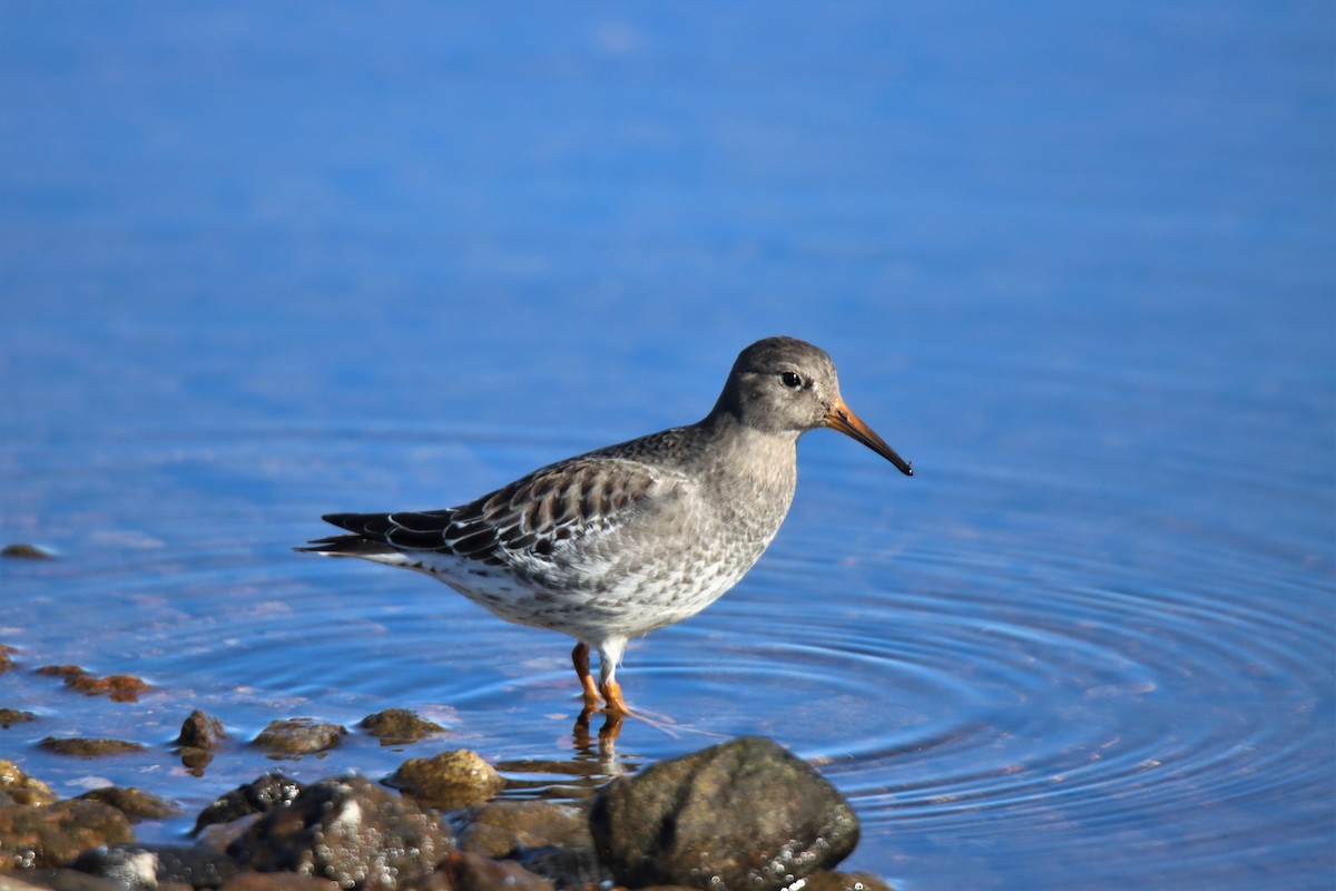 Purple Sandpiper - Sylvain Lépine