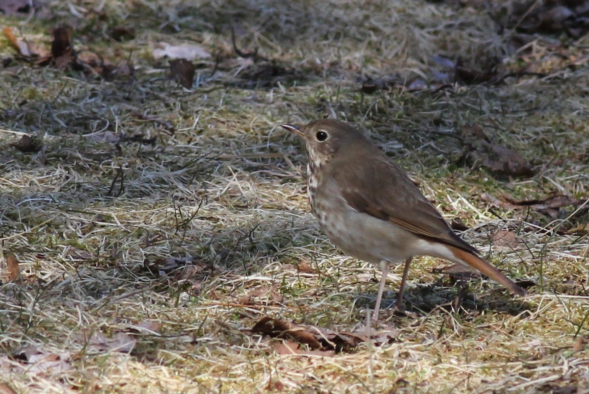 Hermit Thrush - ML27056141