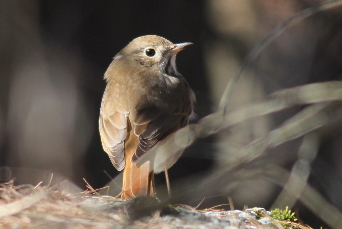 Hermit Thrush - ML27056151