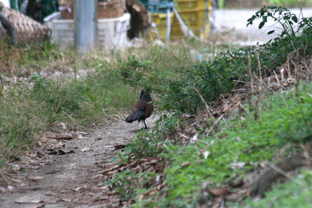 Greater Coucal (Greater) - ML270561951