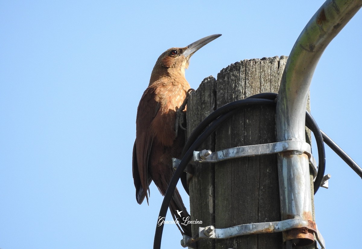 Great Rufous Woodcreeper - ML270562841