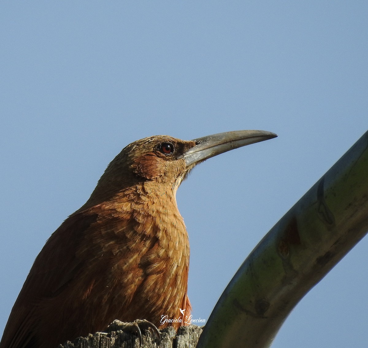 Great Rufous Woodcreeper - ML270562851