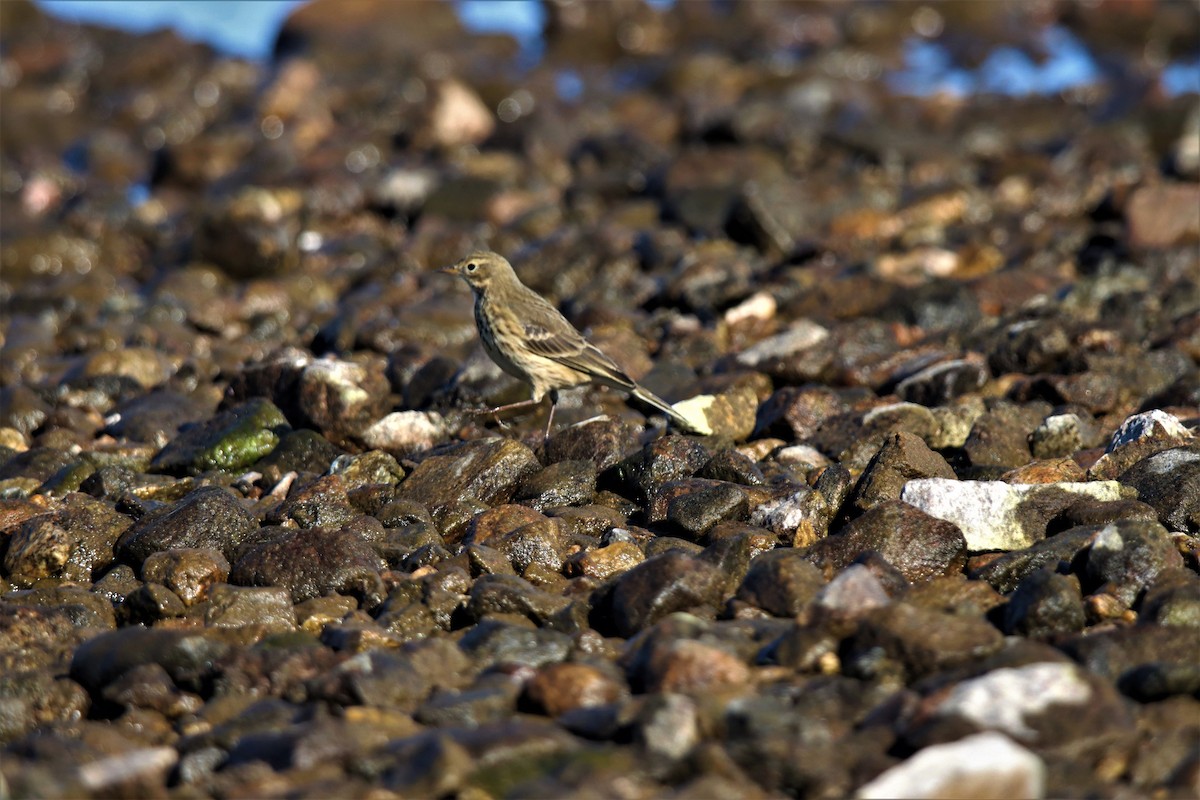 American Pipit - Sylvain Lépine