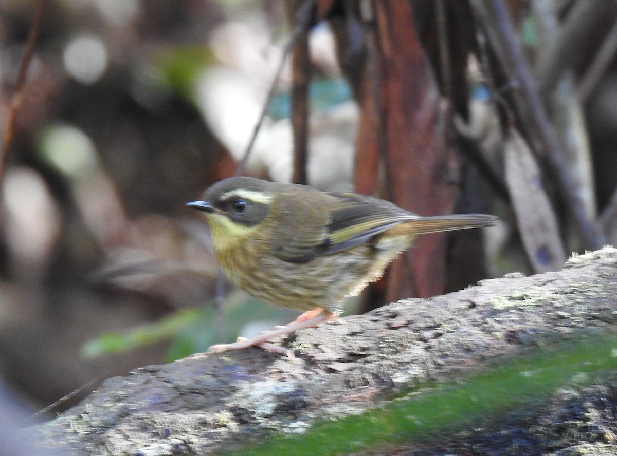 Yellow-throated Scrubwren - ML270563931