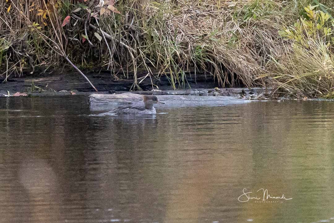 Hooded Merganser - ML270564391