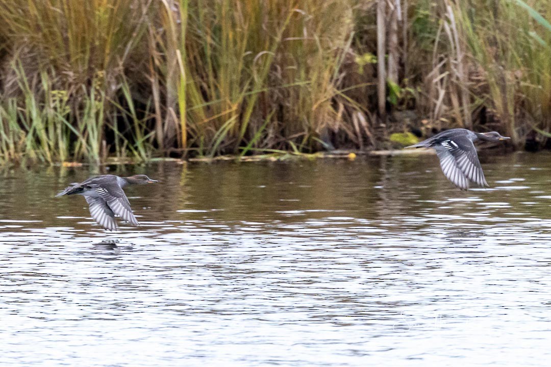 Hooded Merganser - ML270564401