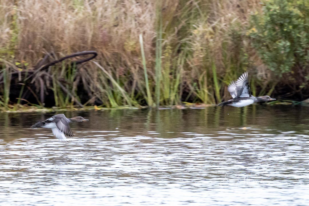 Hooded Merganser - ML270564421