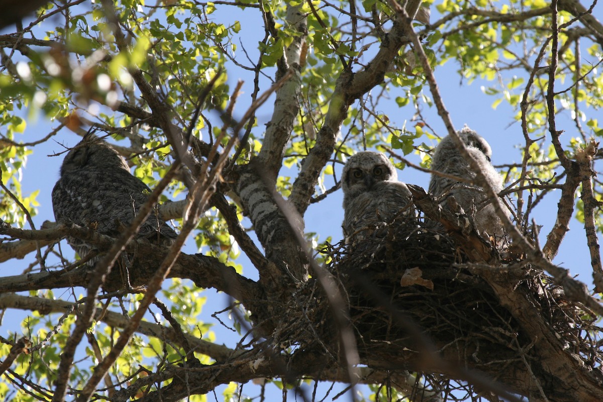 Great Horned Owl - ML270564641