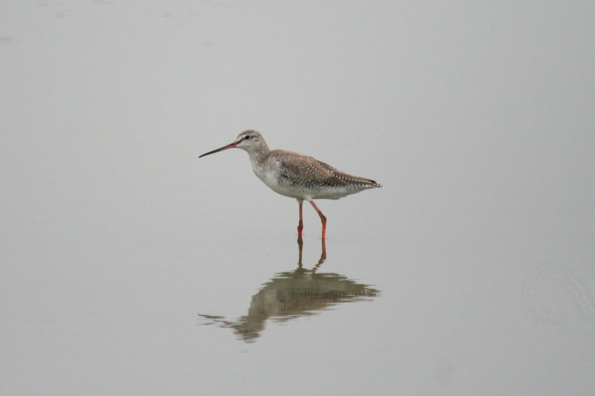 Spotted Redshank - ML270564971