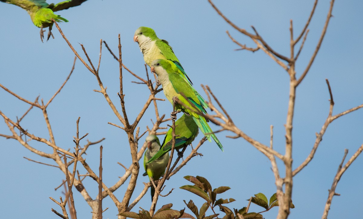 Monk Parakeet - ML270565811