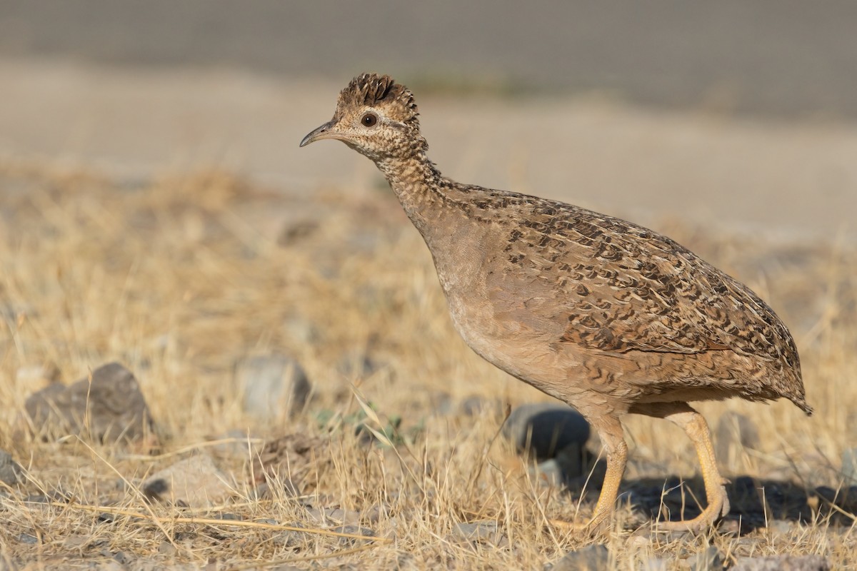 Chilean Tinamou - Michel Gutierrez