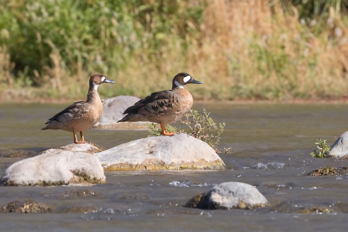 Canard à lunettes - ML270566621