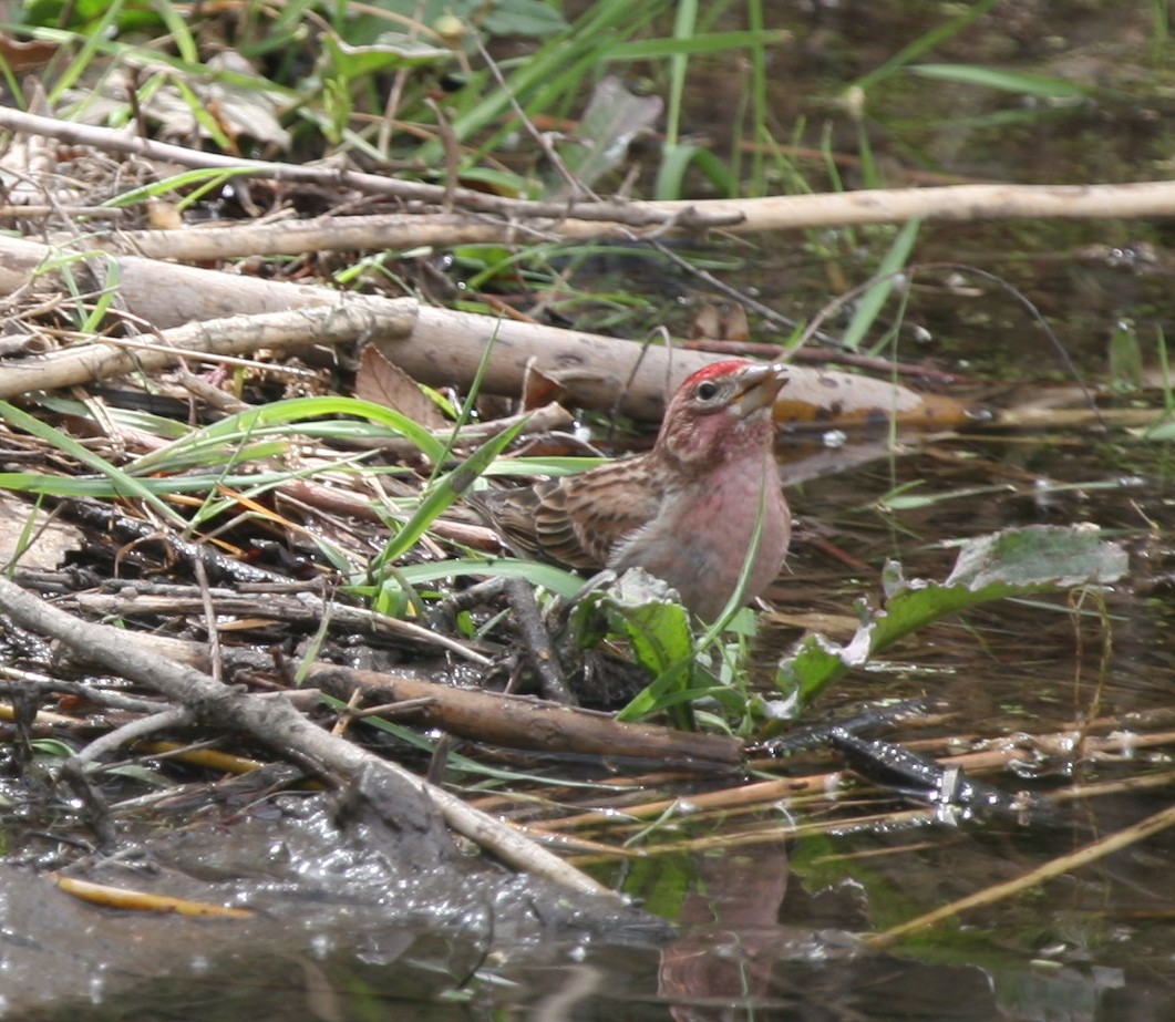 Cassin's Finch - ML270568501