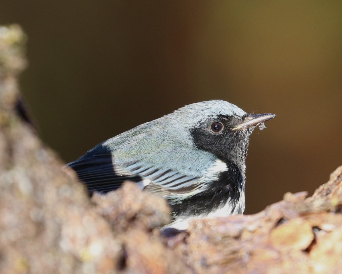 Black-throated Blue Warbler - maxine reid