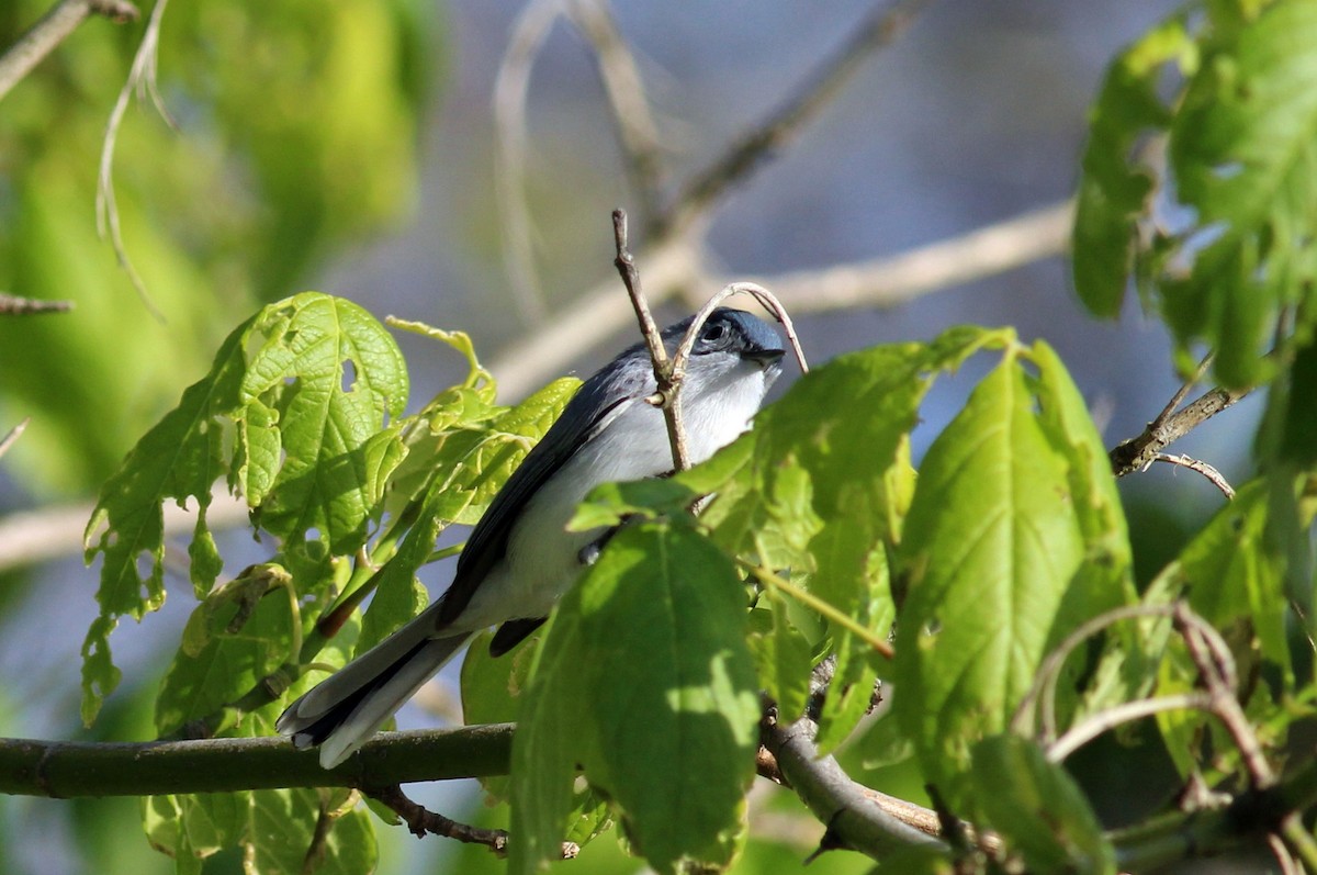 Blue-gray Gnatcatcher - ML27056961