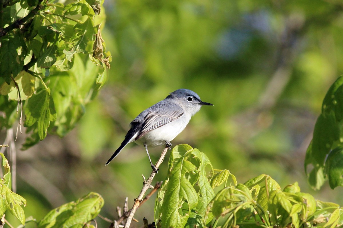 Blue-gray Gnatcatcher - ML27057001