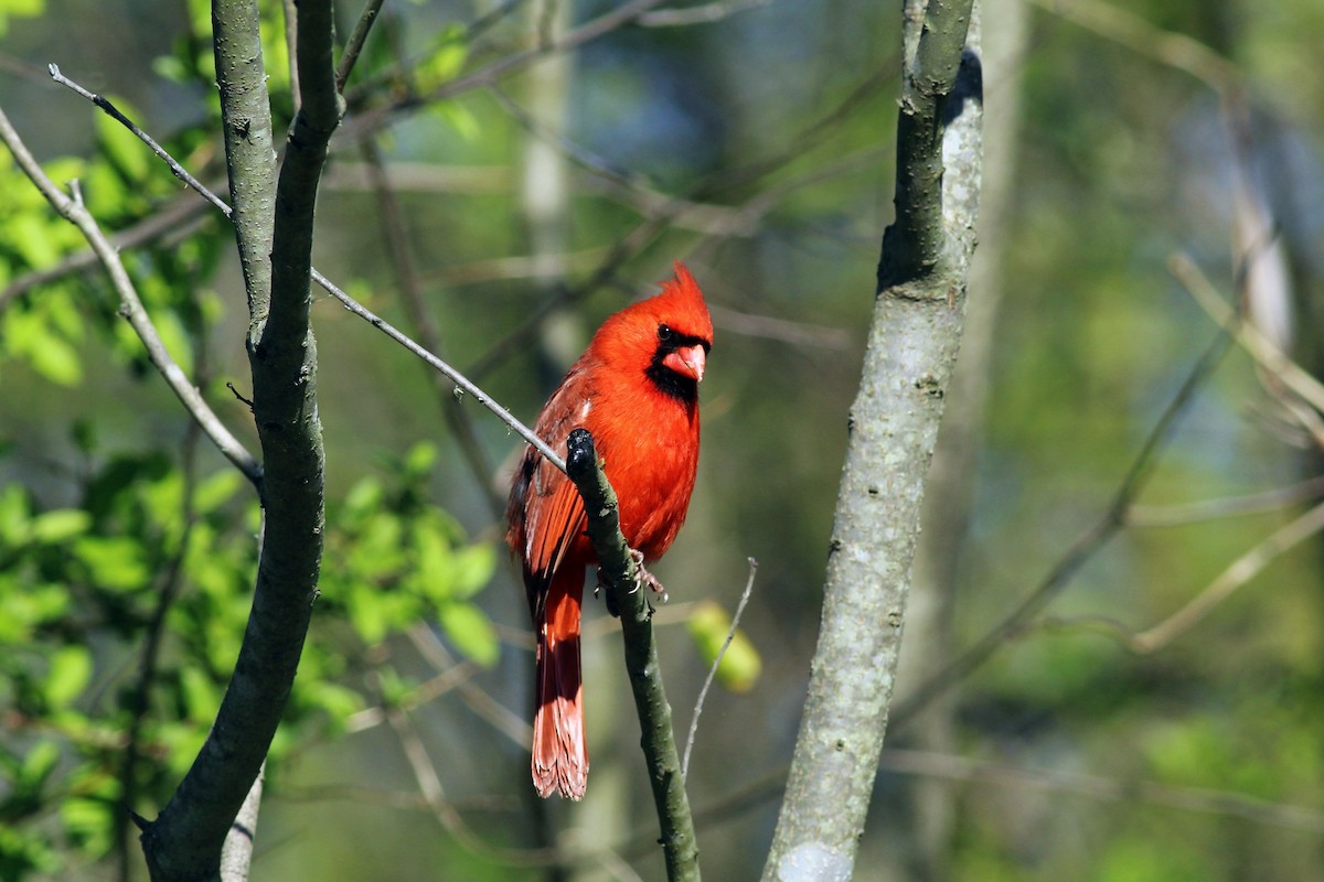 Northern Cardinal - Mary Coker