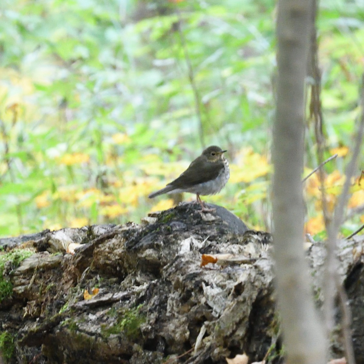 Swainson's Thrush (Olive-backed) - ML270570491