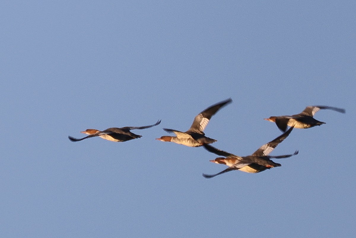 Common Merganser (North American) - ML270571461