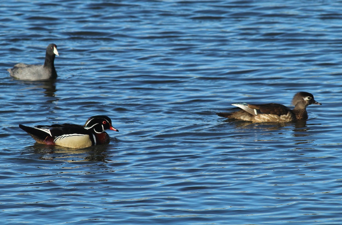 Wood Duck - ML27057181