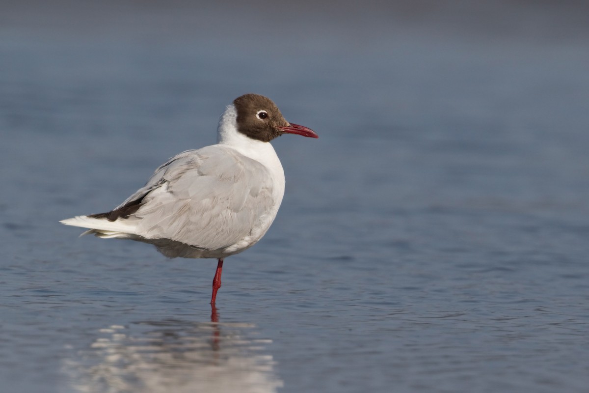 Brown-hooded Gull - ML270571871