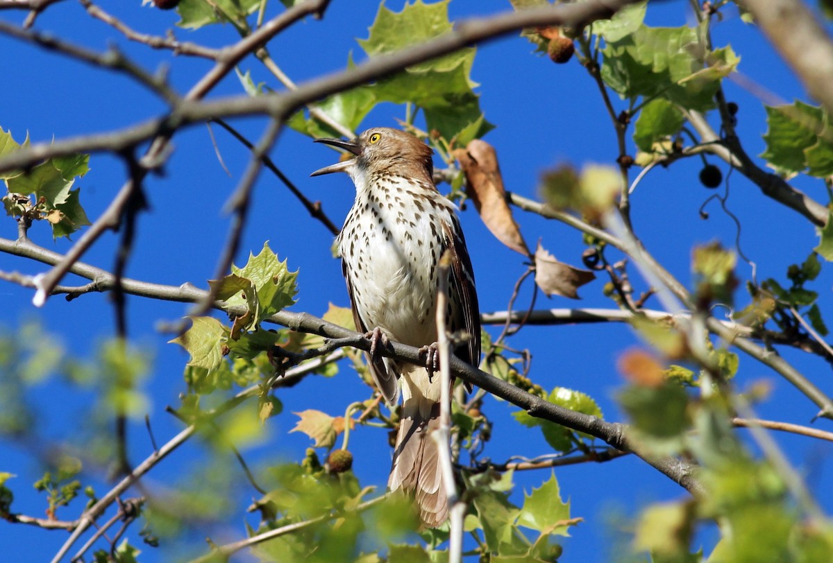 Brown Thrasher - ML27057211