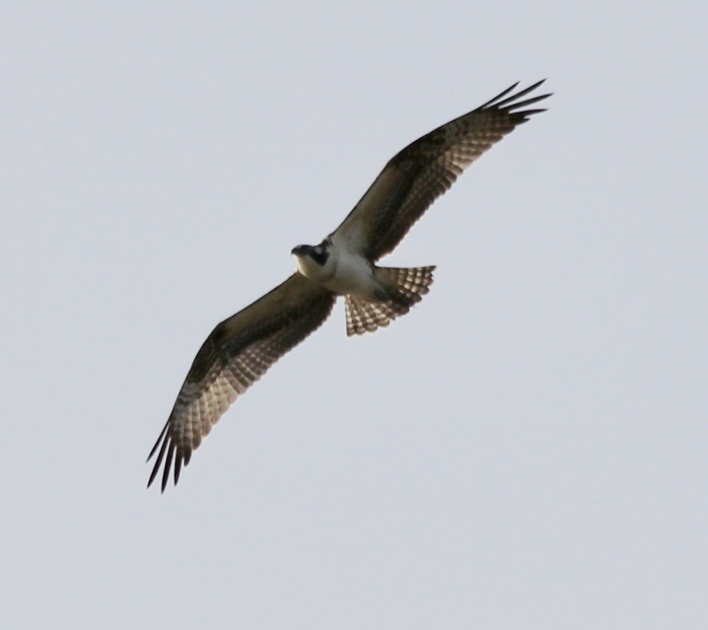 Águila Pescadora - ML270572411