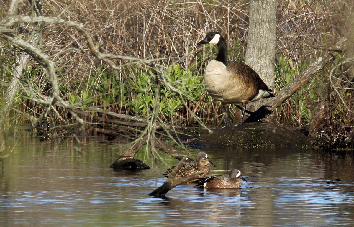 Blue-winged Teal - ML27057261