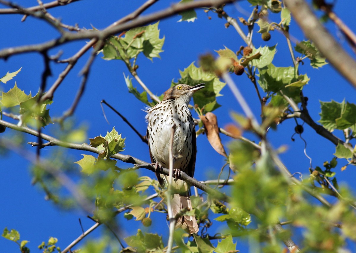 Brown Thrasher - ML27057271