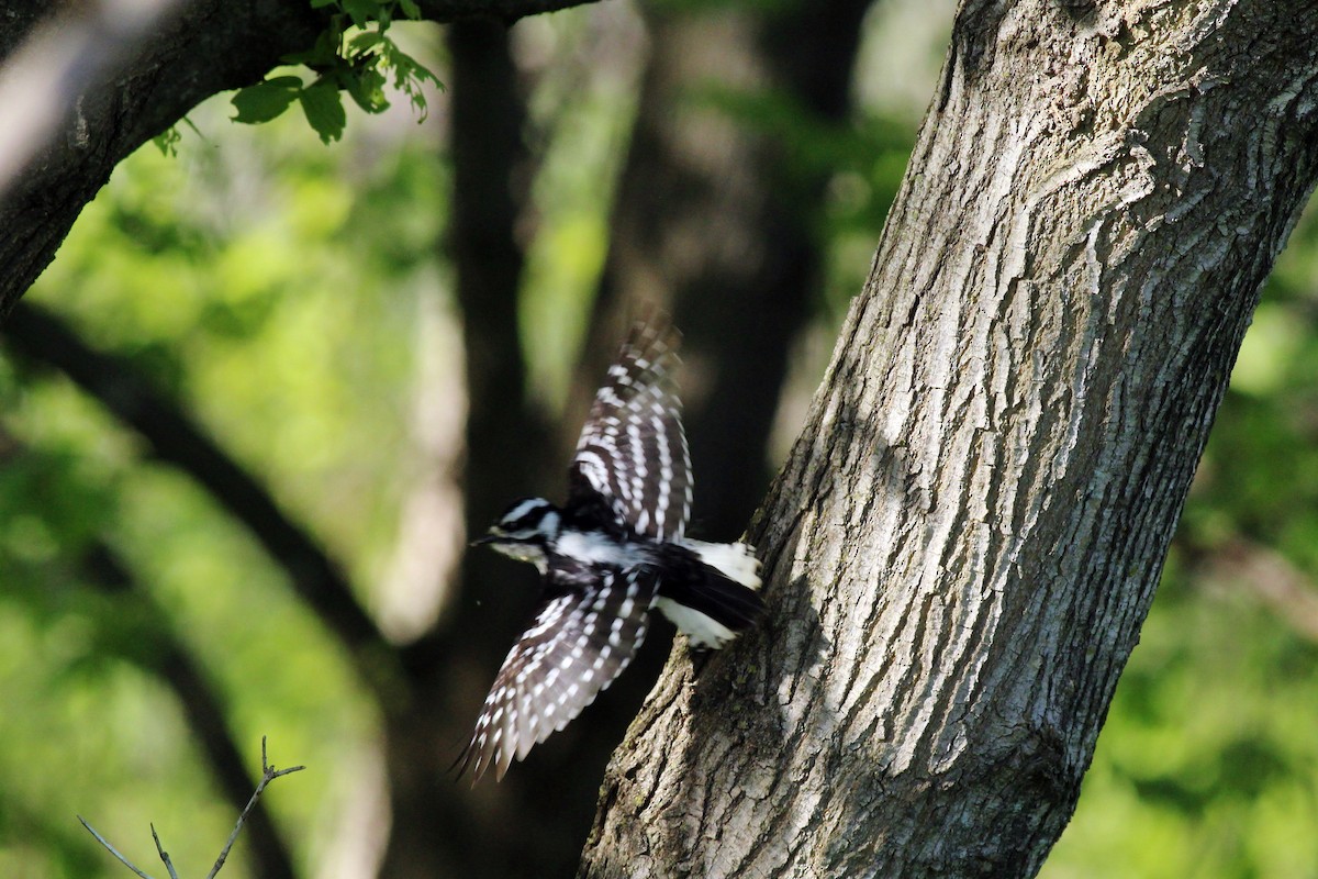 Downy Woodpecker - ML27057331