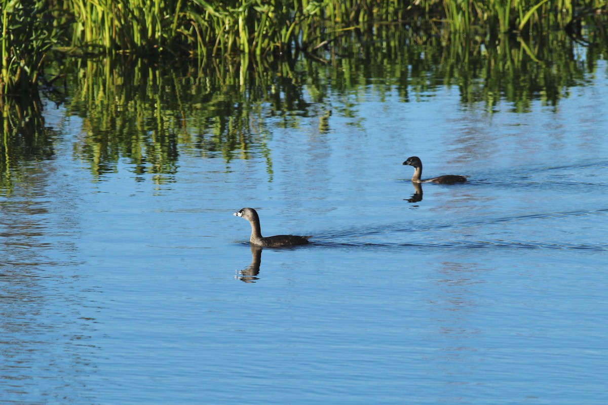 Pied-billed Grebe - ML27057341