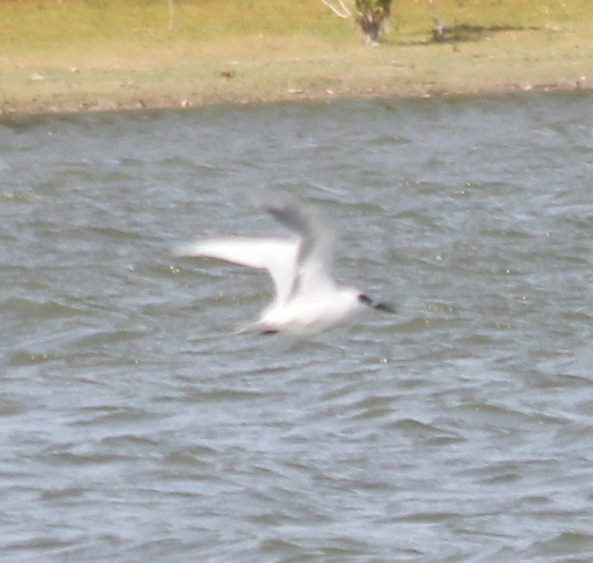 Forster's Tern - ML270573611