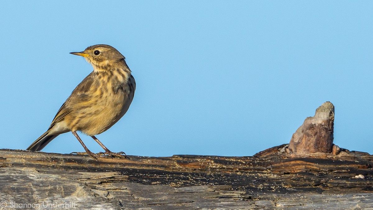 American Pipit - ML270574131