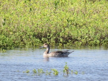 Northern Pintail - ML270574811